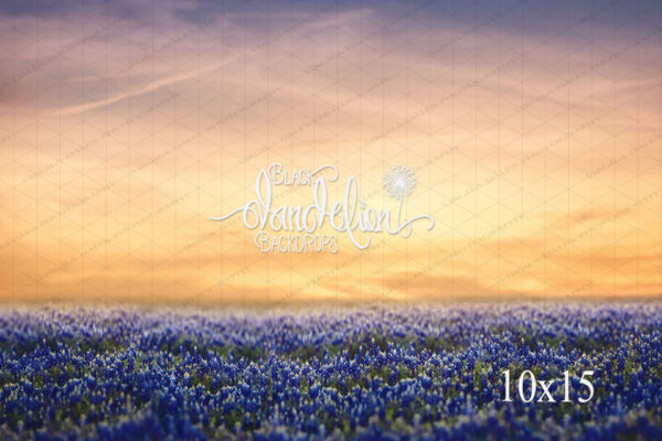 10x15-Blue Bonnets at Sunset-Black Dandelion Backdrops