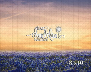 8x10-Blue Bonnets at Sunset-Black Dandelion Backdrops
