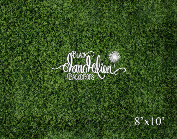 8x10-Boxwood Grass Wall-Black Dandelion Backdrops