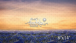 8x14-Blue Bonnets at Sunset-Black Dandelion Backdrops