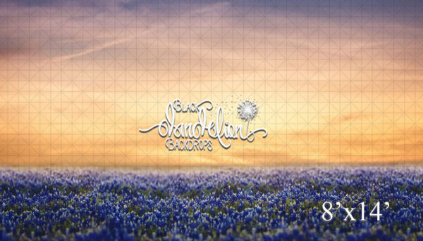8x14-Blue Bonnets at Sunset-Black Dandelion Backdrops
