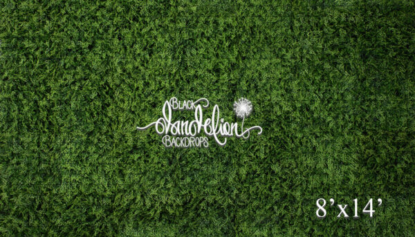 8x14-Boxwood Grass Wall-Black Dandelion Backdrops
